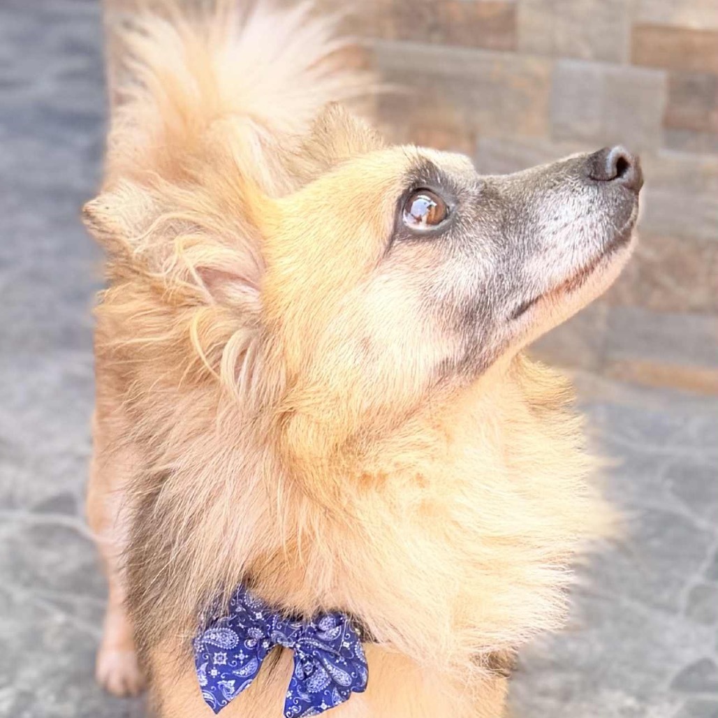 Mike, an adoptable Papillon, Pomeranian in San Diego, CA, 92130 | Photo Image 4