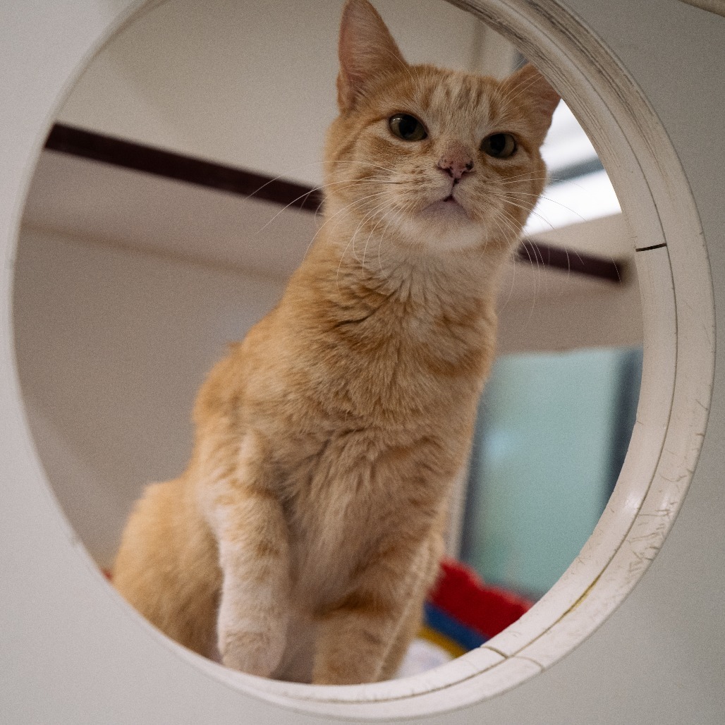Surprise!, an adoptable Domestic Short Hair in Cheyenne, WY, 82007 | Photo Image 1