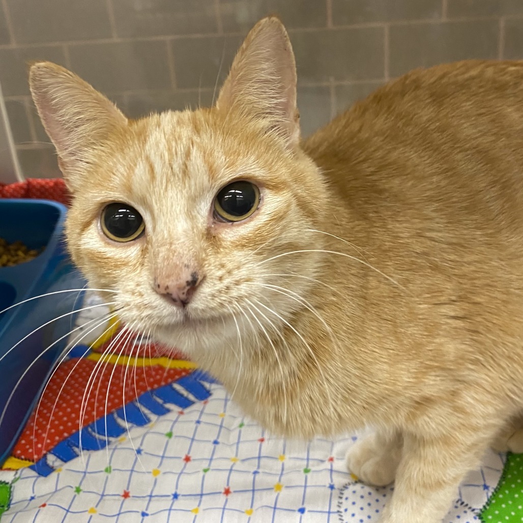 Surprise!, an adoptable Domestic Short Hair in Cheyenne, WY, 82007 | Photo Image 2