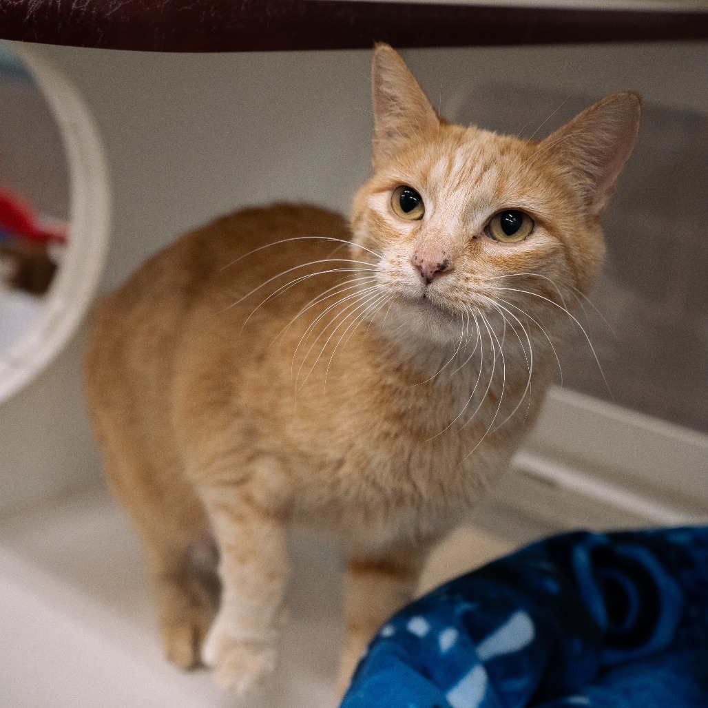 Surprise!, an adoptable Domestic Short Hair in Cheyenne, WY, 82007 | Photo Image 3