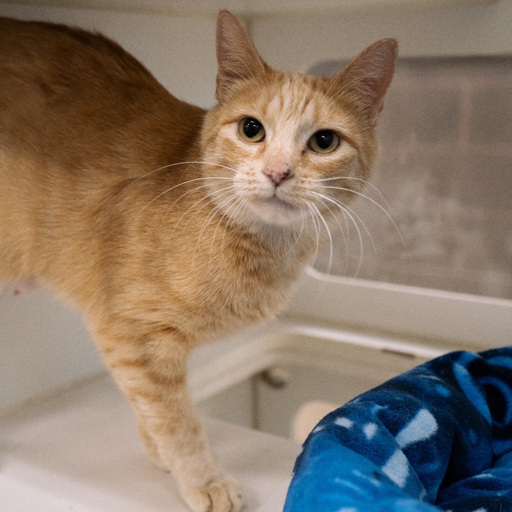 Surprise!, an adoptable Domestic Short Hair in Cheyenne, WY, 82007 | Photo Image 4
