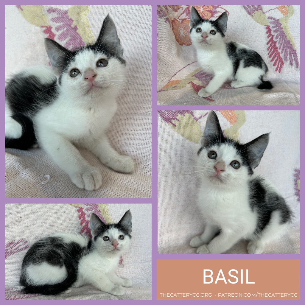 Basil