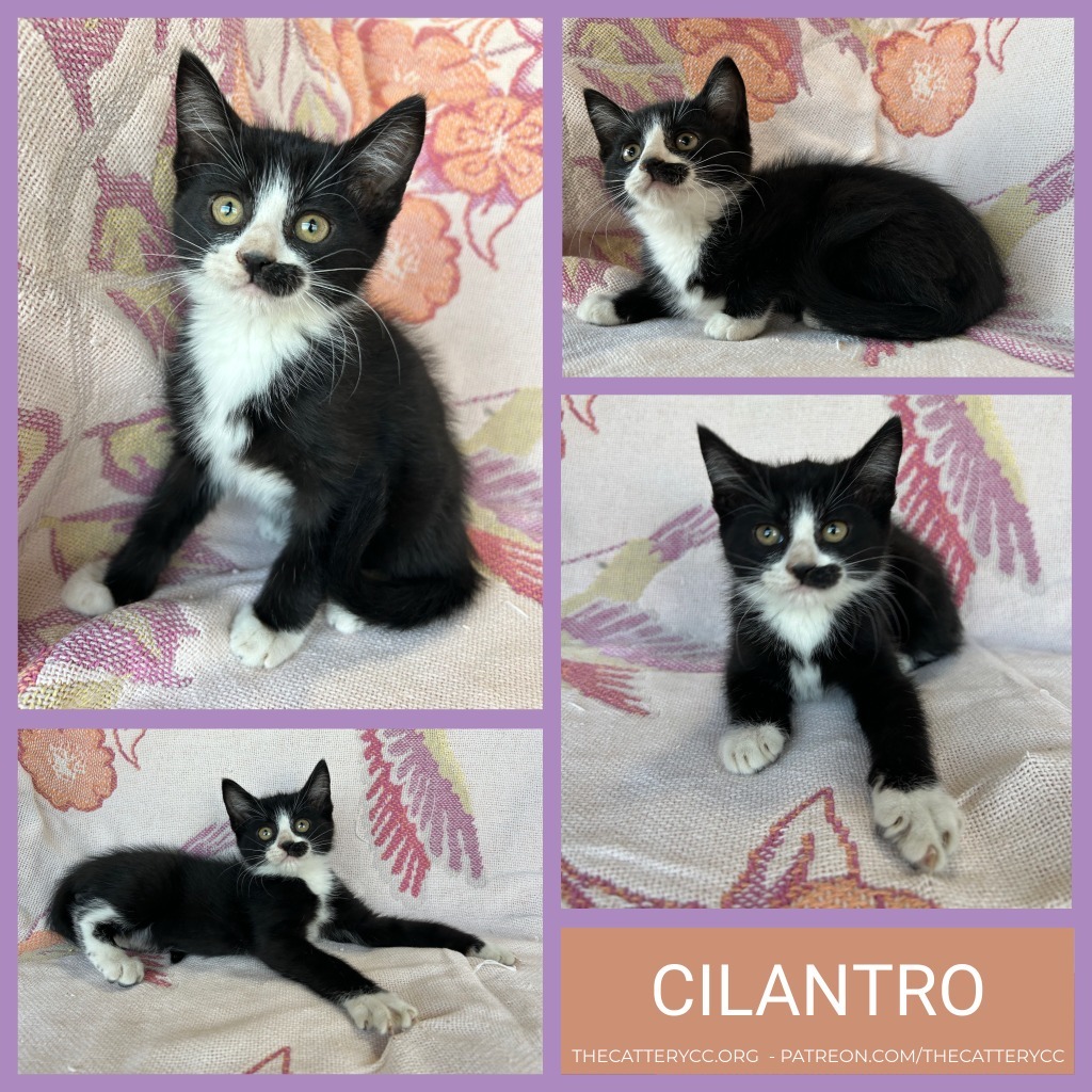 Cilantro
