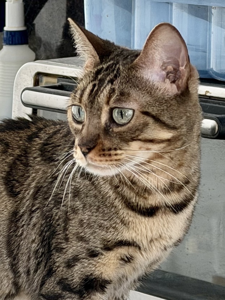 Rosie