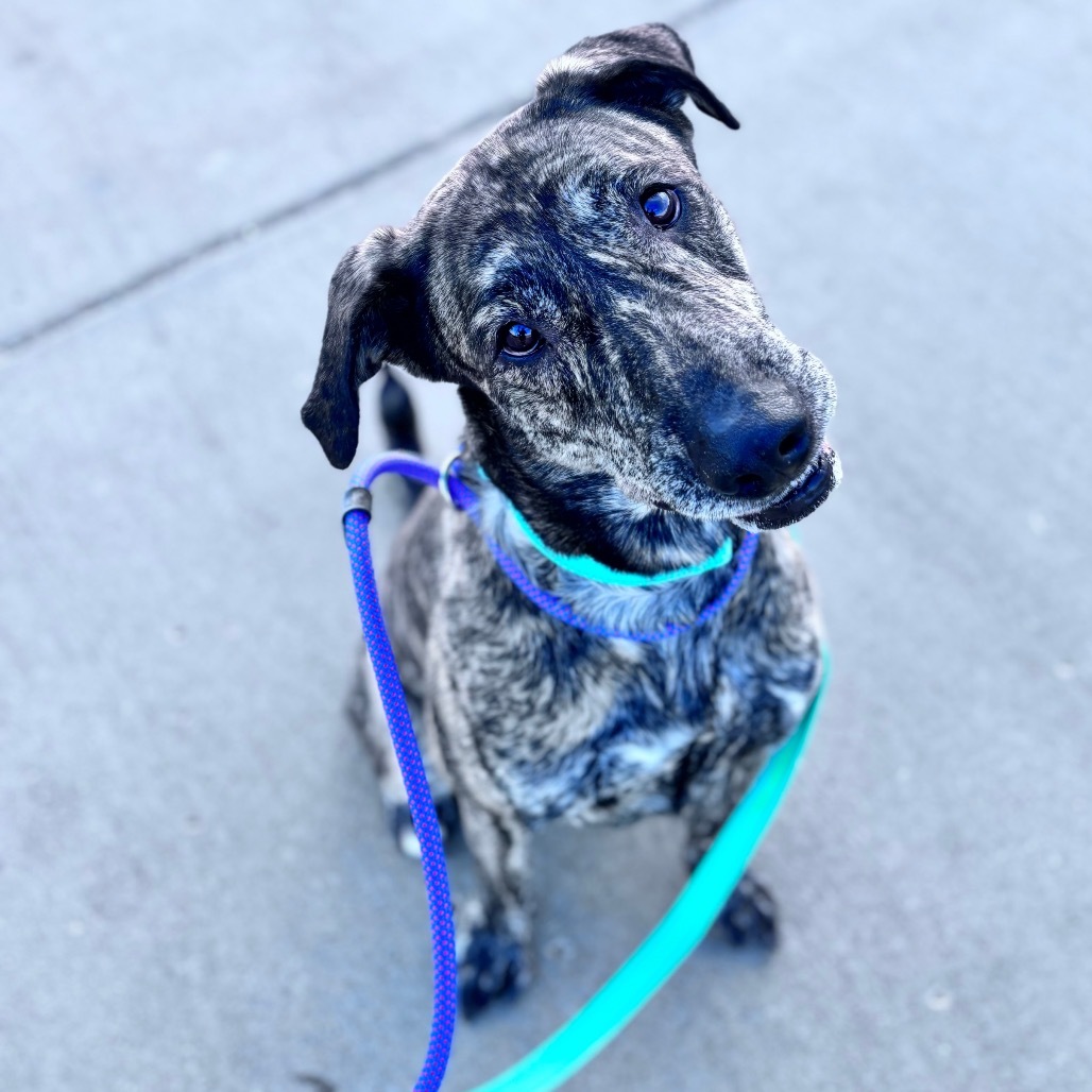 Draco, an adoptable Mixed Breed in Bismarck, ND, 58507 | Photo Image 1