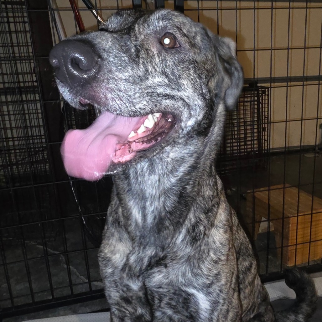 Draco, an adoptable Mixed Breed in Bismarck, ND, 58507 | Photo Image 2