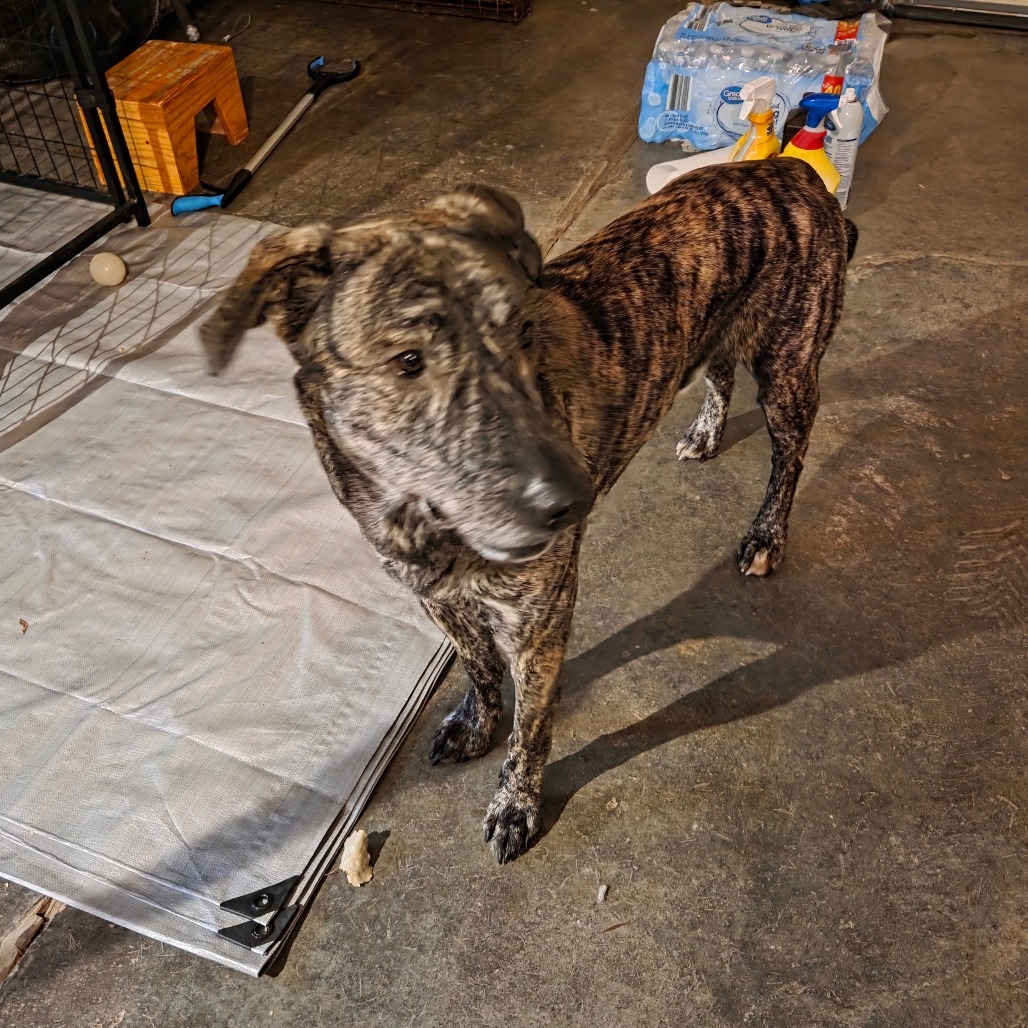 Draco, an adoptable Mixed Breed in Bismarck, ND, 58507 | Photo Image 3