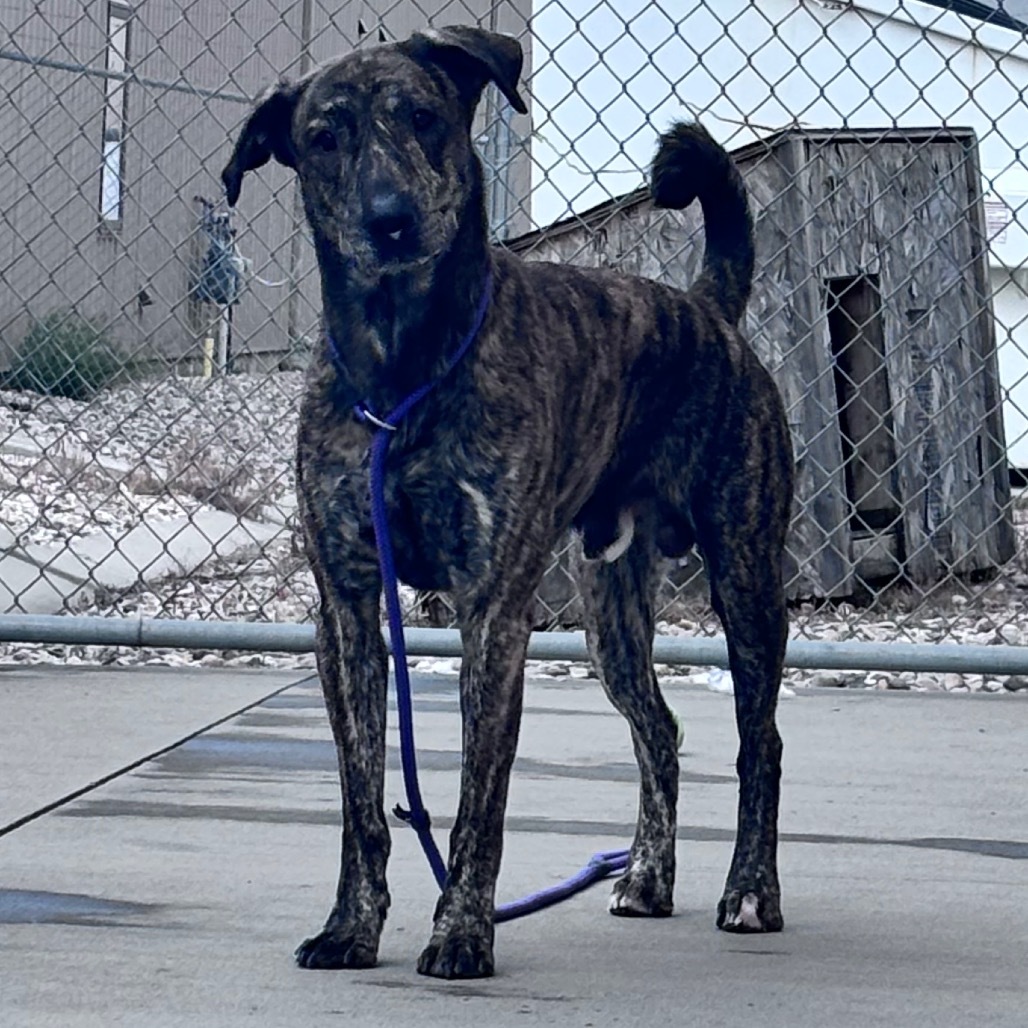 Draco, an adoptable Mixed Breed in Bismarck, ND, 58507 | Photo Image 4
