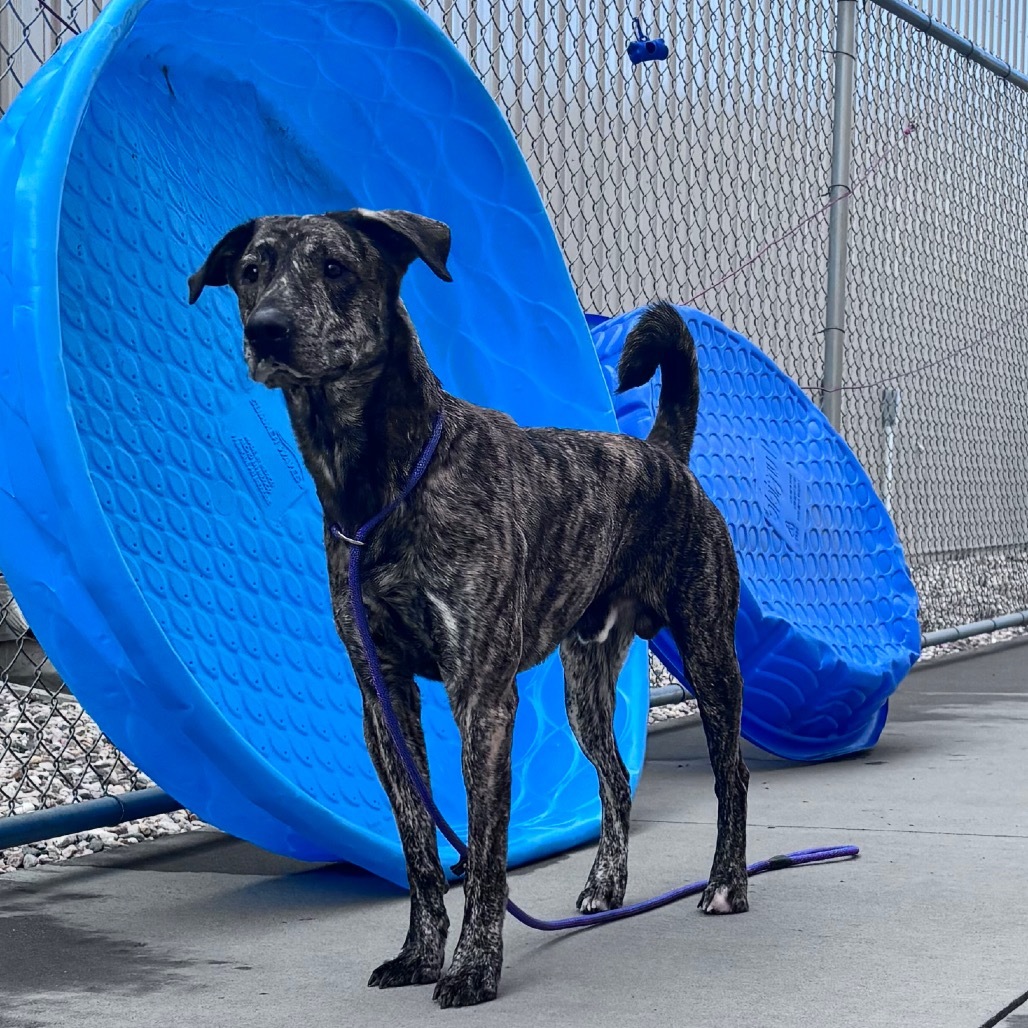 Draco, an adoptable Mixed Breed in Bismarck, ND, 58507 | Photo Image 5