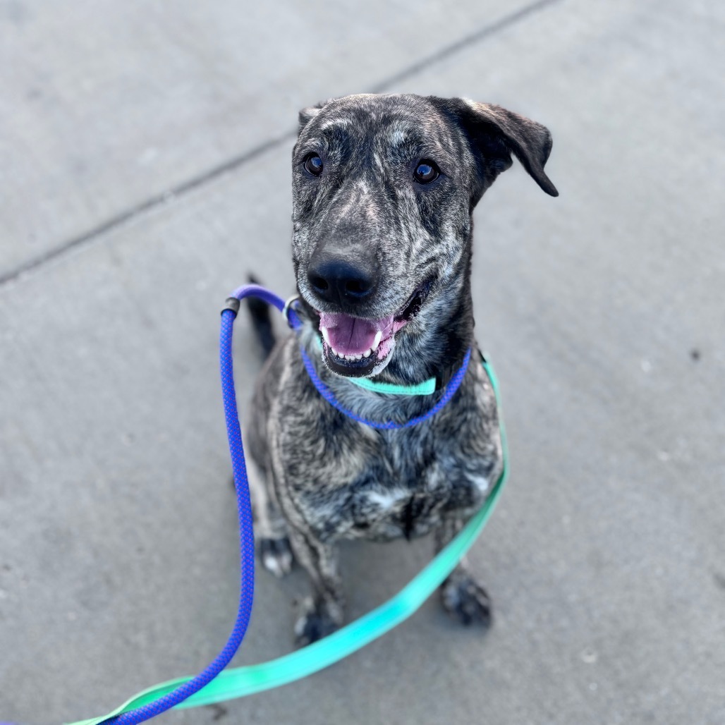 Draco, an adoptable Mixed Breed in Bismarck, ND, 58507 | Photo Image 6