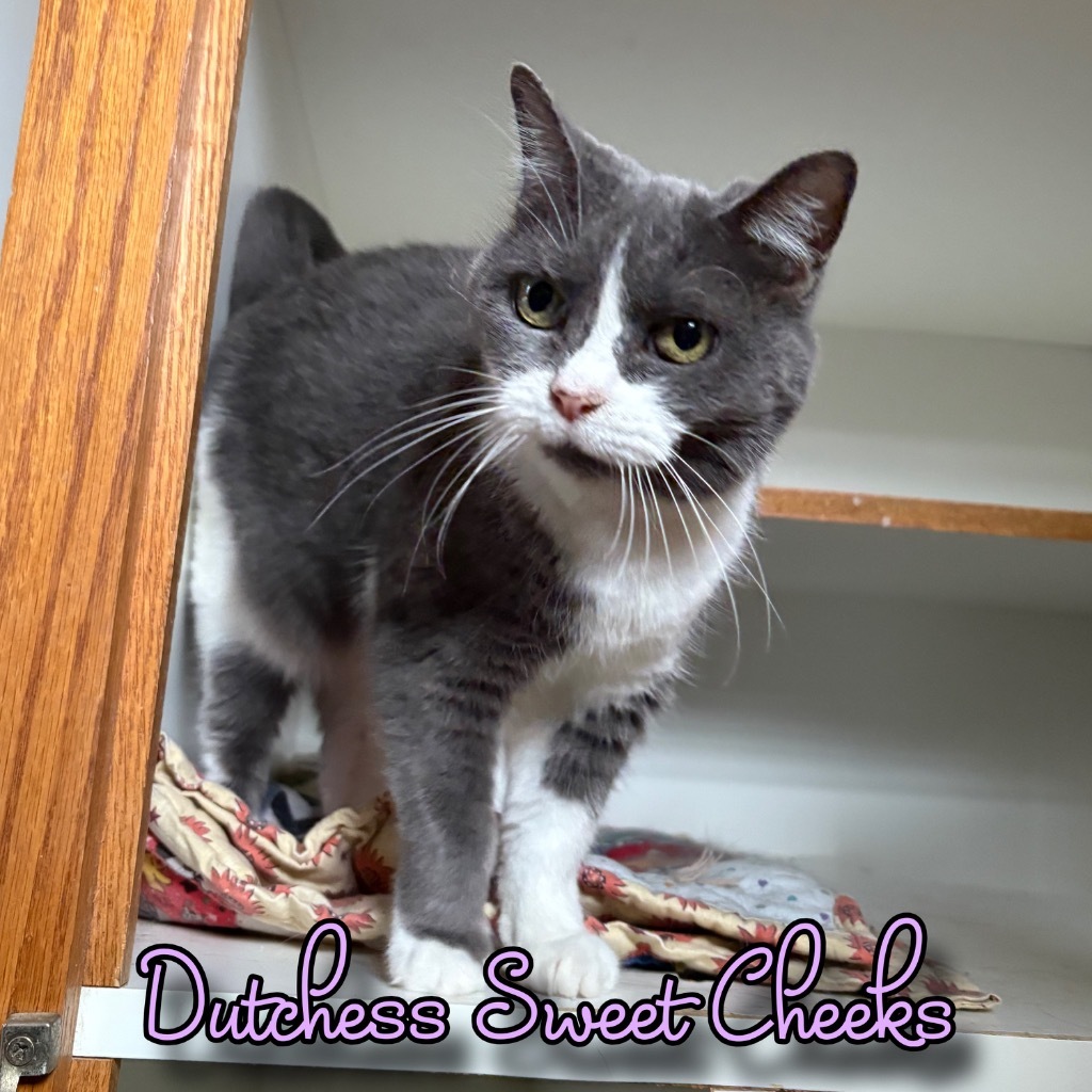 Dutchess Sweet Cheeks