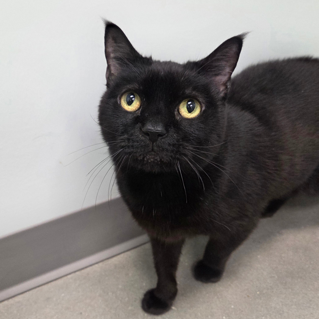 Mickey, an adoptable Burmese in Chattanooga, TN, 37406 | Photo Image 1