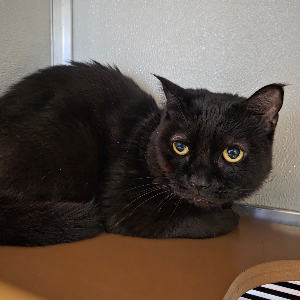 Mickey, an adoptable Burmese in Chattanooga, TN, 37406 | Photo Image 2