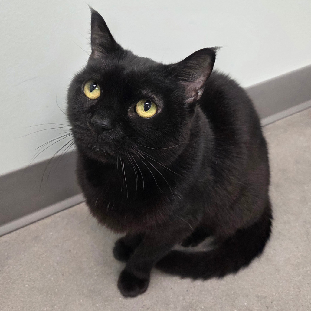 Mickey, an adoptable Burmese in Chattanooga, TN, 37406 | Photo Image 2