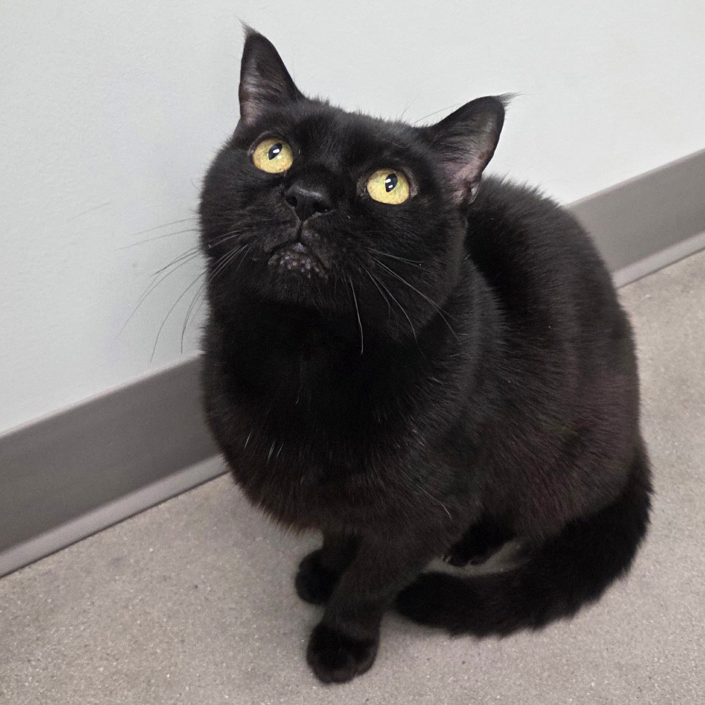 Mickey, an adoptable Burmese in Chattanooga, TN, 37406 | Photo Image 3