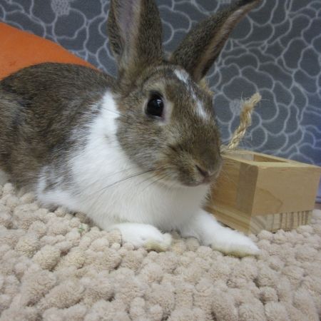 Rabbit