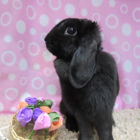 Rabbit