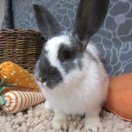 Rabbit