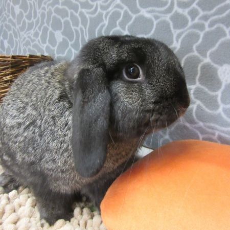Rabbit