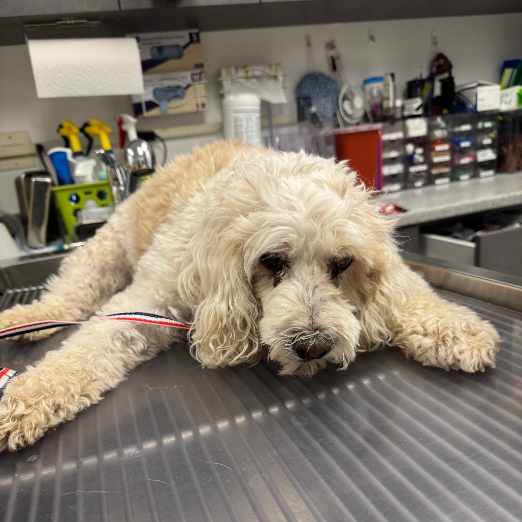 HACC-Stray-31257, an adoptable Cockapoo in Henderson, NV, 89015 | Photo Image 1