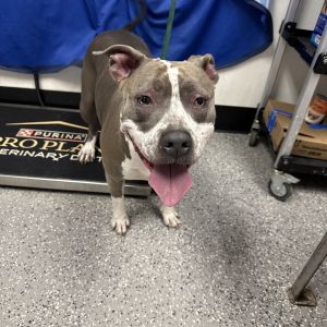 HACC-Stray-31236 (Luna)