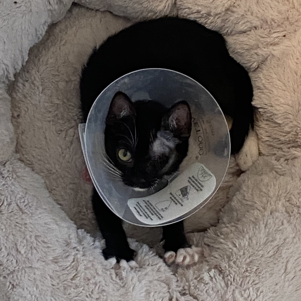 Melantha (C000-530) - Costa Mesa location