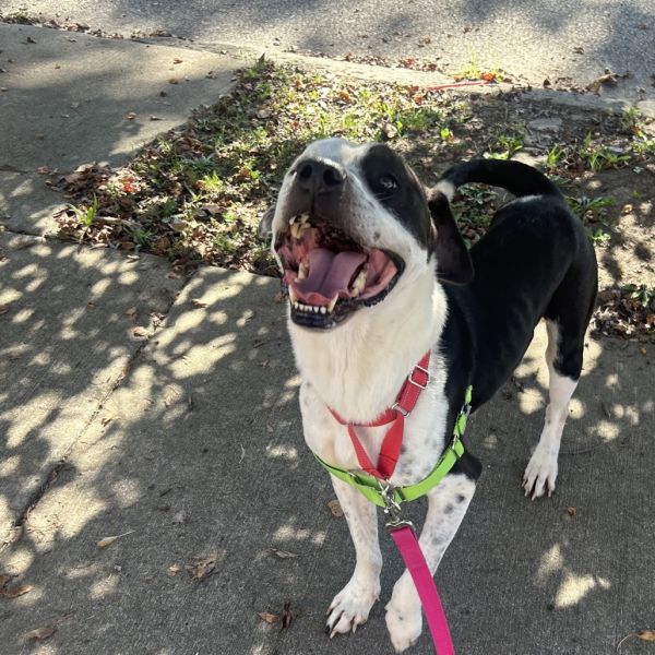 Cool Beans thumbnail 3