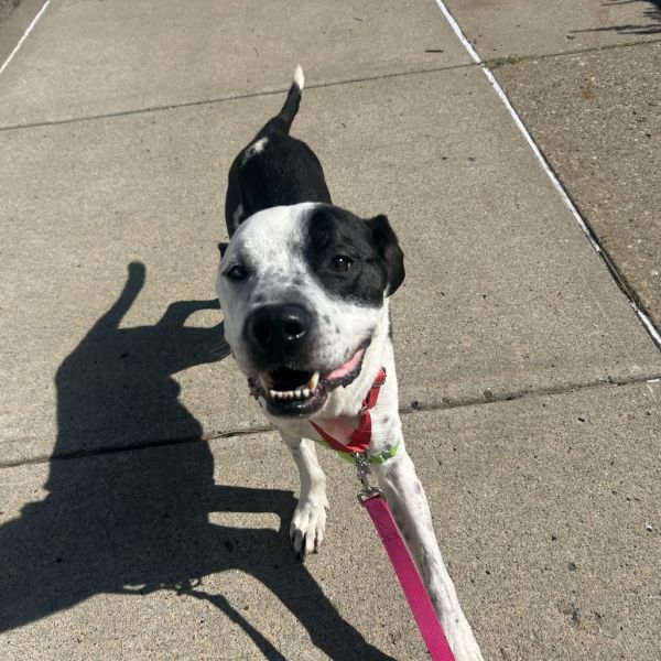 Cool Beans thumbnail 5