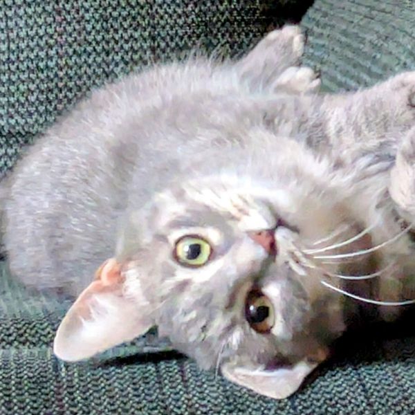 Nessa Rose thumbnail 2