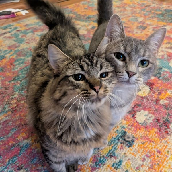 Nessa Rose thumbnail 3