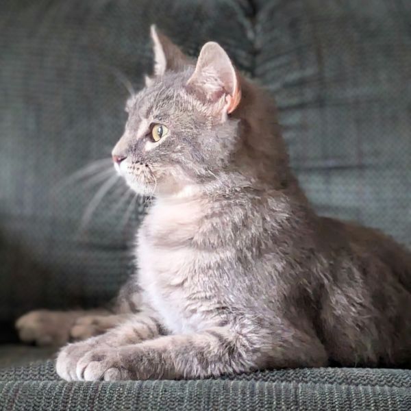 Nessa Rose thumbnail 4