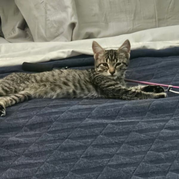 Einstein thumbnail 2