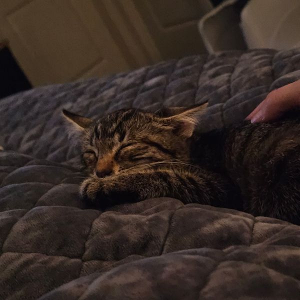 Einstein thumbnail 3