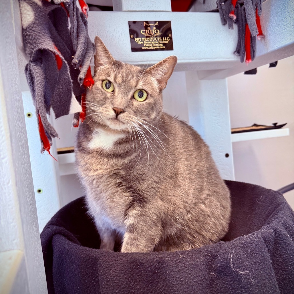 Beanie, an adoptable Domestic Short Hair in Great Falls, MT, 59404 | Photo Image 1