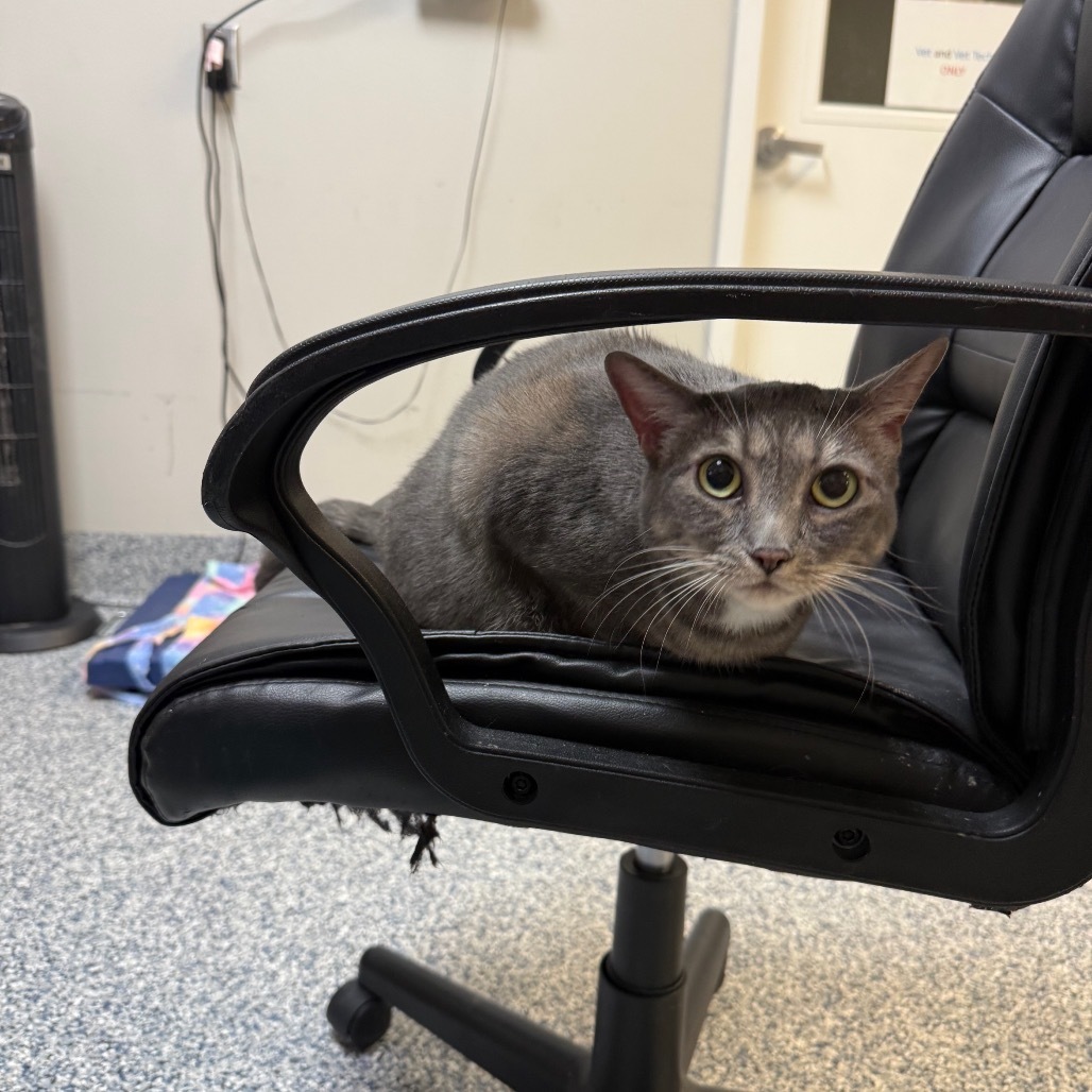 Beanie, an adoptable Domestic Short Hair in Great Falls, MT, 59404 | Photo Image 2