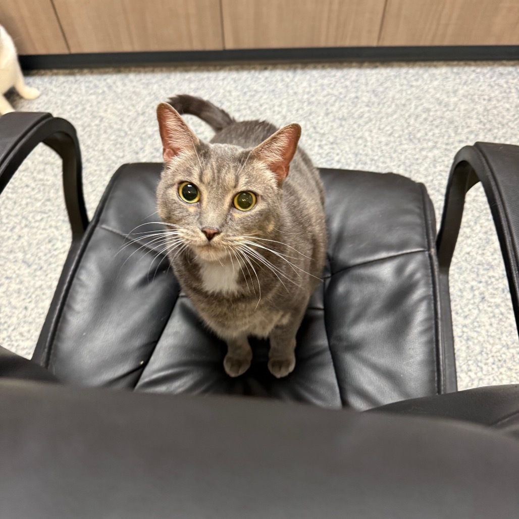 Beanie, an adoptable Domestic Short Hair in Great Falls, MT, 59404 | Photo Image 3