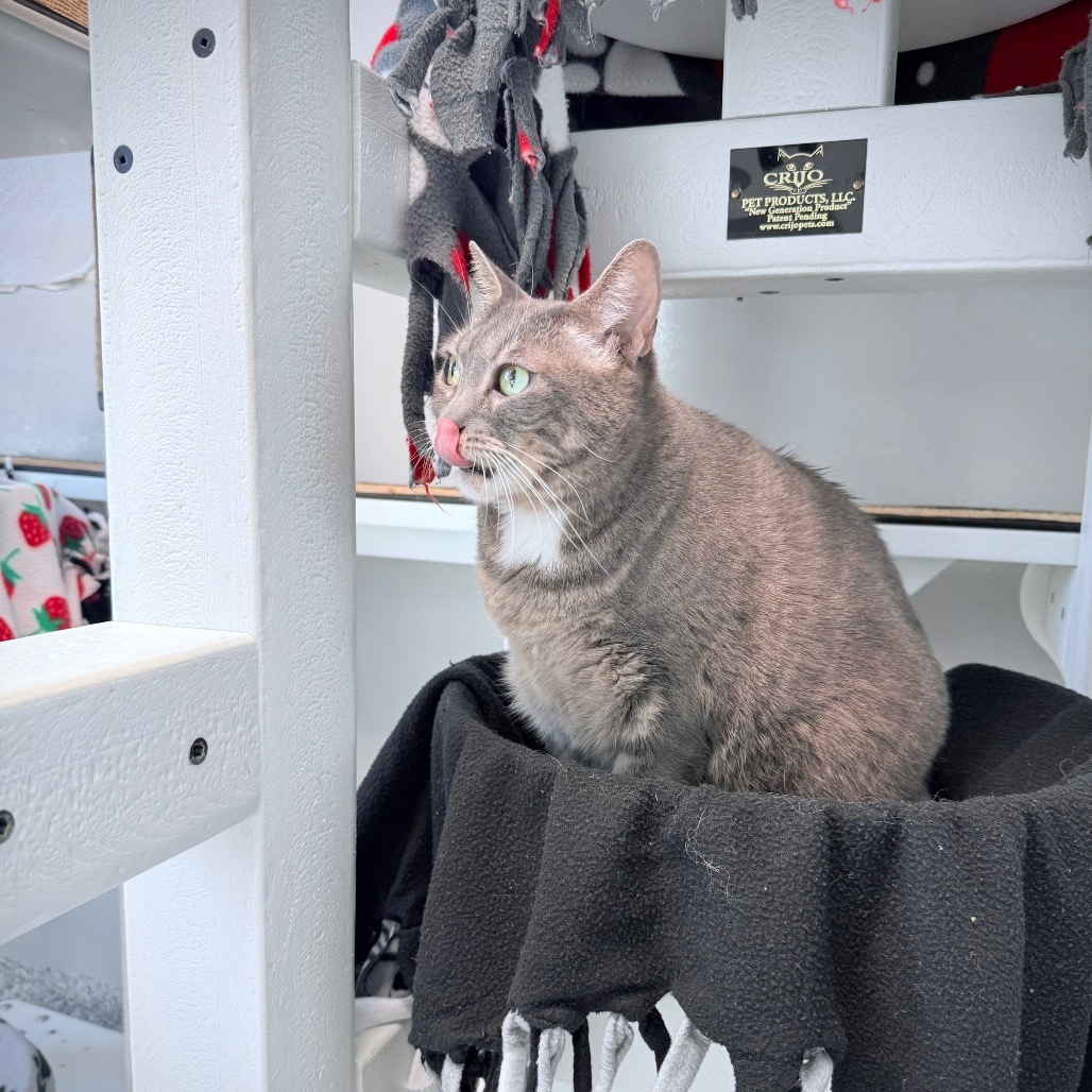 Beanie, an adoptable Domestic Short Hair in Great Falls, MT, 59404 | Photo Image 4