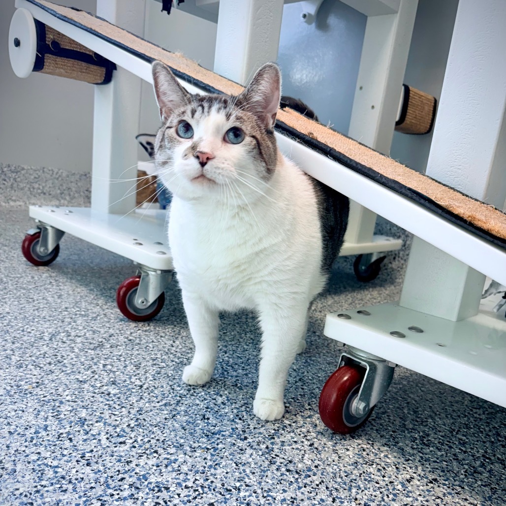 Mau, an adoptable Domestic Short Hair in Great Falls, MT, 59404 | Photo Image 1