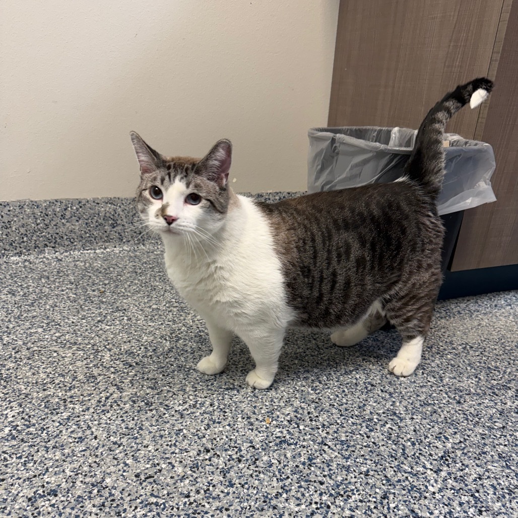 Mau, an adoptable Domestic Short Hair in Great Falls, MT, 59404 | Photo Image 2