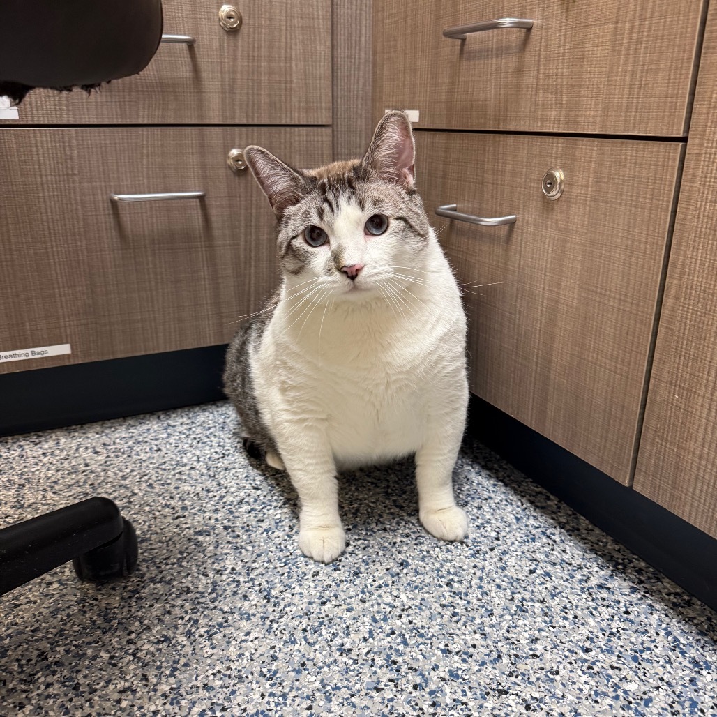 Mau, an adoptable Domestic Short Hair in Great Falls, MT, 59404 | Photo Image 3