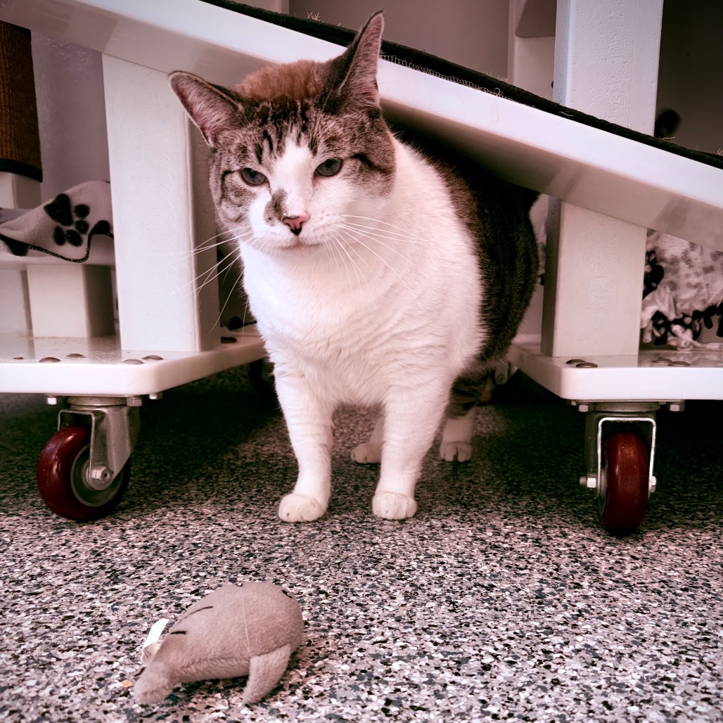 Mau, an adoptable Domestic Short Hair in Great Falls, MT, 59404 | Photo Image 4