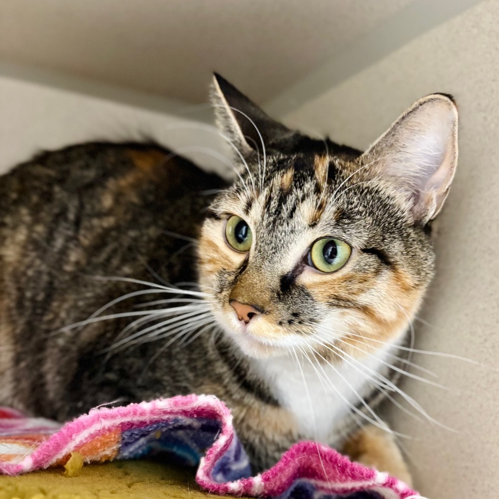 Padme, an adoptable Domestic Short Hair in Great Falls, MT, 59404 | Photo Image 1