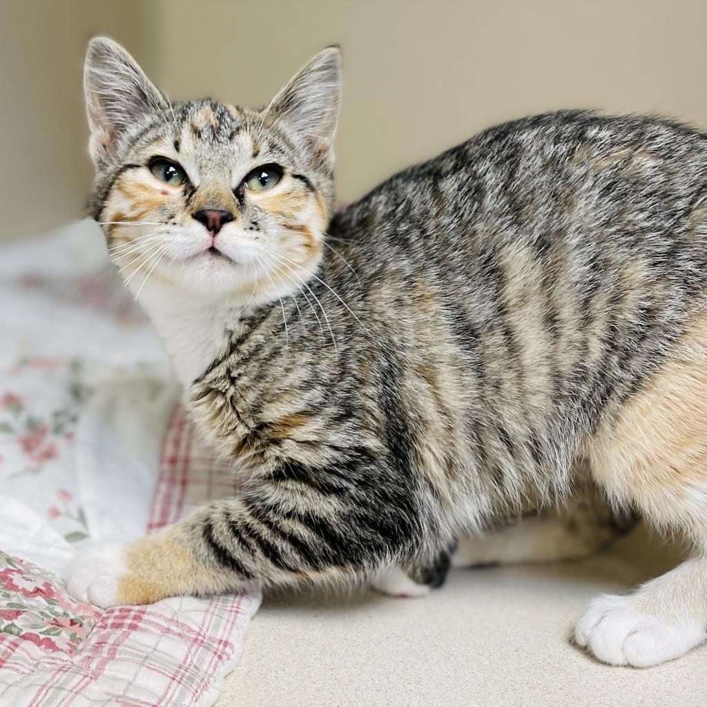 Padme, an adoptable Domestic Short Hair in Great Falls, MT, 59404 | Photo Image 2