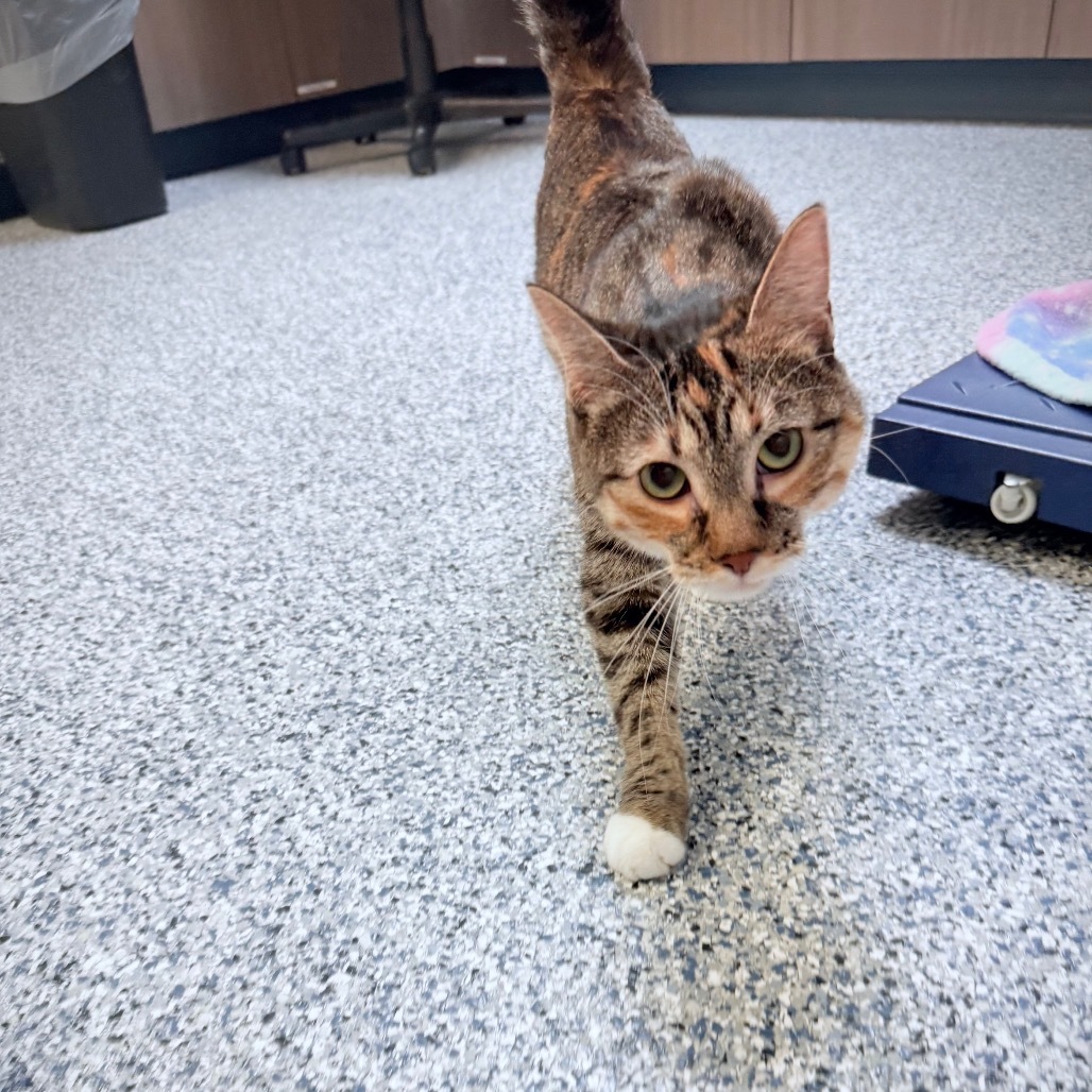 Padme, an adoptable Domestic Short Hair in Great Falls, MT, 59404 | Photo Image 3