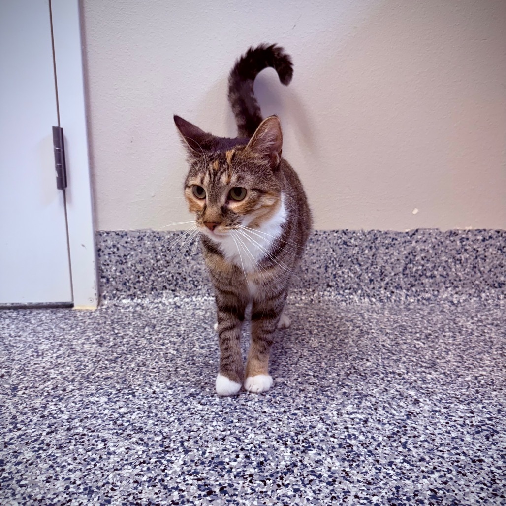 Padme, an adoptable Domestic Short Hair in Great Falls, MT, 59404 | Photo Image 4