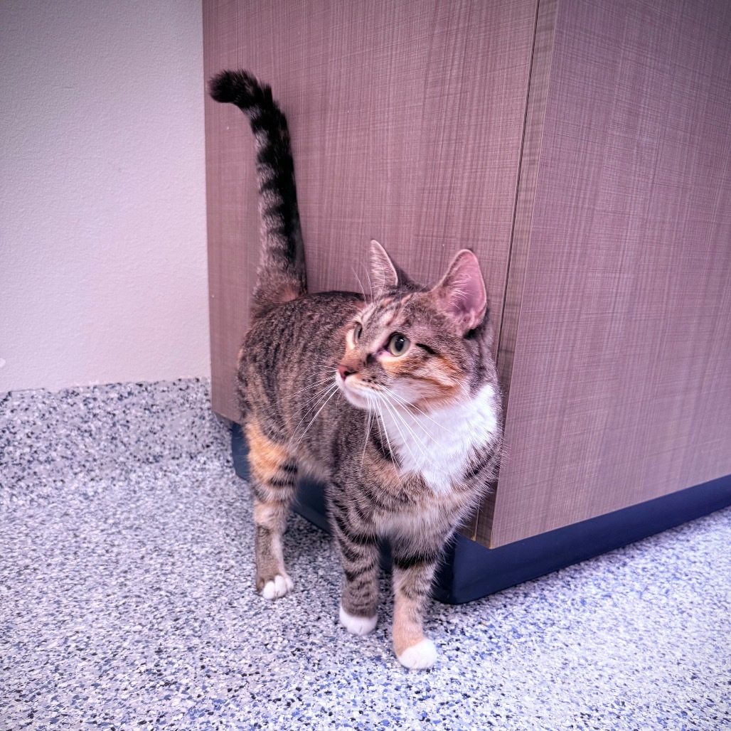 Padme, an adoptable Domestic Short Hair in Great Falls, MT, 59404 | Photo Image 5