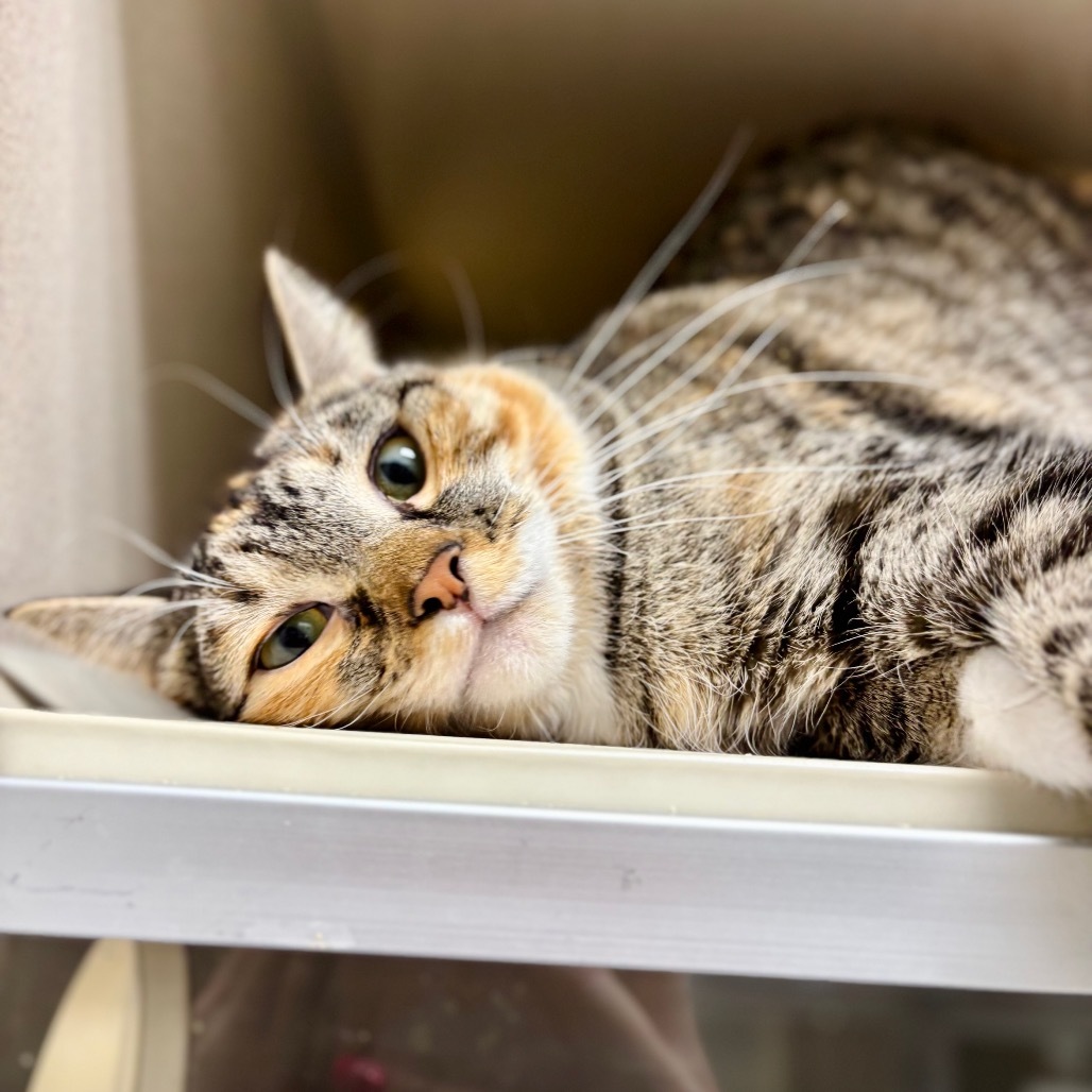 Padme, an adoptable Domestic Short Hair in Great Falls, MT, 59404 | Photo Image 6