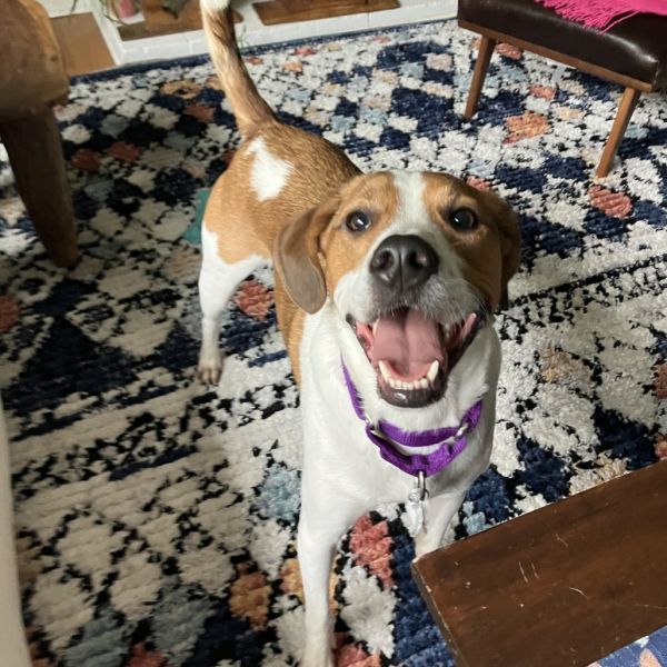 Nugget Fka Summer Heat photo 1