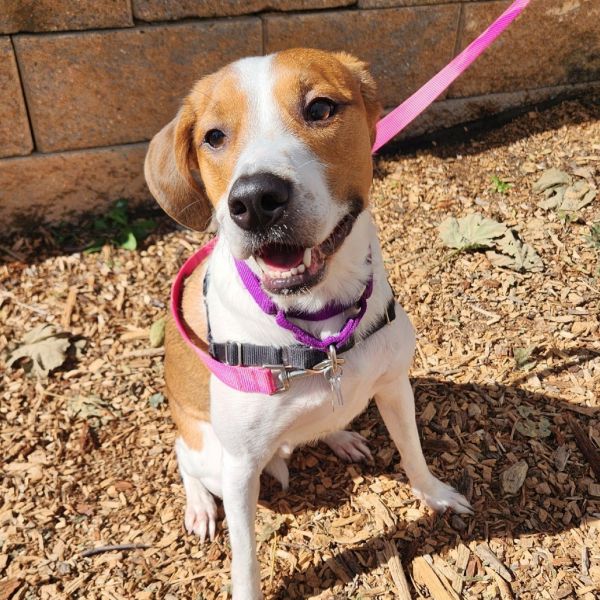 Nugget Fka Summer Heat thumbnail 4