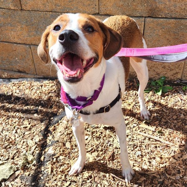 Nugget Fka Summer Heat thumbnail 6